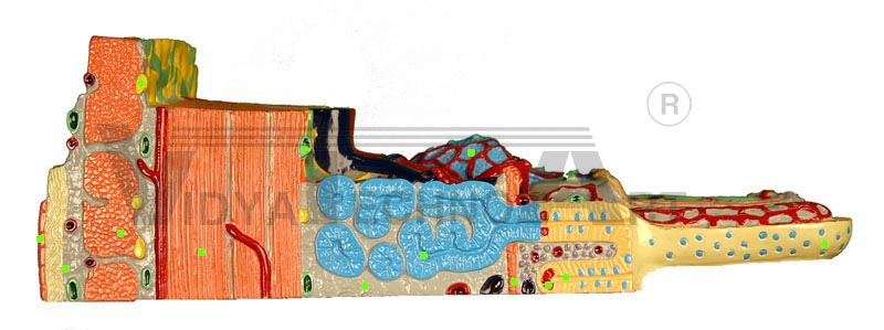 Duodenum: Cross Section